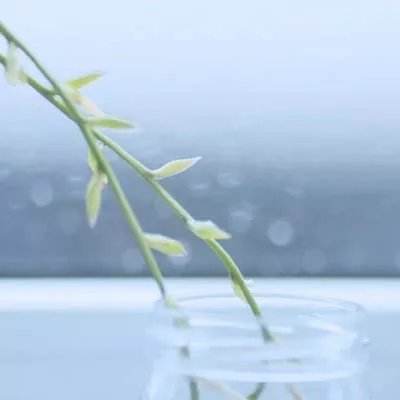 传奇轩辕游戏官方